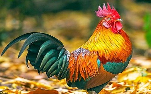 属鸡的永久幸运颜色,什么颜色才能消灾挡难呢?