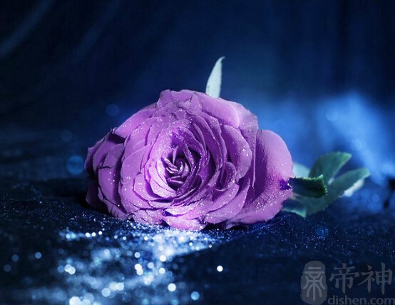 花语浪漫的花(玫瑰花的寓意和花语图片)